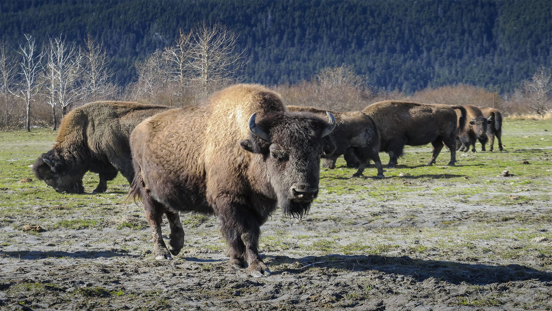 ​​​​​​​Portage Valley y Centro del Patrimonio Nativo de Alaska y aeropuerto (Desembarque)